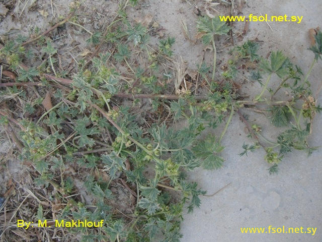 Malva oxyloba Boiss.